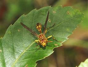 Parapolybia crocea